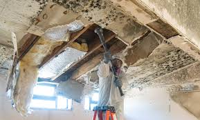 Best Attic Mold Removal  in Halawa, HI